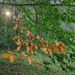 Autumn in Tsikhisjvari